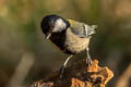 Japanese Tit Parus minor rubicolus