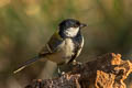 Japanese Tit Parus minor rubicolus