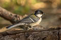 Japanese Tit Parus minor rubicolus