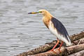 Javan Pond Heron Ardeola speciosa continentalis