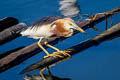 Javan Pond Heron Ardeola speciosa continentalis