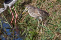 Javan Pond Heron Ardeola speciosa continentalis