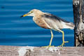 Javan Pond Heron Ardeola speciosa continentalis