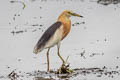 Javan Pond Heron Ardeola speciosa continentalis