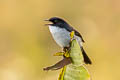 Jerdon's Bush Chat Saxicola jerdoni