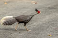 Kalij Pheasant Lophura leucomelanos lineata