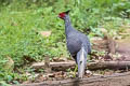 Kalij Pheasant Lophura leucomelanos lineata