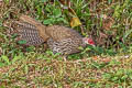 Kalij Pheasant Lophura leucomelanos lineata