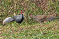 Kalij Pheasant Lophura leucomelanos lineata