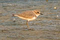 Kentish Plover Anarhynchus alexandrinus alexandrinus