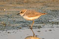 Kentish Plover Anarhynchus alexandrinus alexandrinus