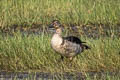 Knob-billed Duck Sarkidiornis melanotos