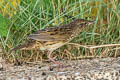 Lanceolated Warbler Locustella lanceolata lanceolata