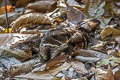 Large-tailed Nightjar Caprimulgus macrurus bimaculatus