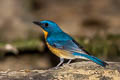 Large Blue Flycatcher Cyornis magnirostris