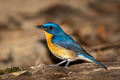 Large Blue Flycatcher Cyornis magnirostris