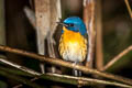 Large Blue Flycatcher Cyornis magnirostris