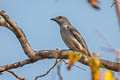 Large Cuckooshrike Coracina macei siamensis