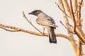 Large Cuckooshrike Coracina macei siamensis