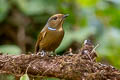 Large Niltava Niltava grandis grandis