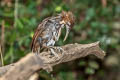 Large Scimitar Babbler Erythrogenys hypoleucos tickelli