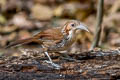 Large Scimitar Babbler Erythrogenys hypoleucos tickelli