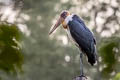 Lesser Adjutant Leptoptilos javanicus