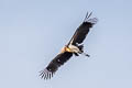 Lesser Adjutant Leptoptilos javanicus