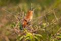 Lesser Coucal Centropus bengalensis bengalensis