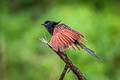 Lesser Coucal Centropus bengalensis bengalensis