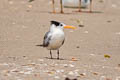 Lesser Crested Tern Thalasseus bengalensis bengalensis