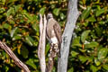 Lesser Fish Eagle Haliaeetus humilis humilis