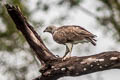 Lesser Fish Eagle Haliaeetus humilis humilis