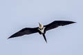 Lesser Frigatebird Fregata ariel ariel