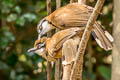 Lesser Necklaced Laughingthrush Garrulax monileger furscatus