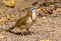 Lesser Necklaced Laughingthrush Garrulax monileger furscatus