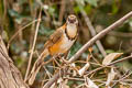 Lesser Necklaced Laughingthrush Garrulax monileger furscatus