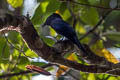 Lesser Racket-tailed Drongo Dicrurus remifer tectirostris