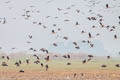 Lesser Whistling Duck Dendrocygna javanica