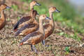 Lesser Whistling Duck Dendrocygna javanica