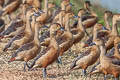 Lesser Whistling Duck Dendrocygna javanica