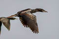 Little Cormorant Microcarbo niger