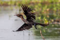 Little Cormorant Microcarbo niger