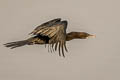 Little Cormorant Microcarbo niger