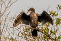 Little Cormorant Microcarbo niger