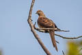 Little Cuckoo-Dove Macropygia ruficeps assimilis