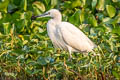 Little Egret Egretta garzetta garzetta