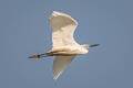 Little Egret Egretta garzetta garzetta