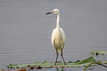 Little Egret Egretta garzetta garzetta