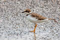 Little Ringed Plover Charadrius dubius curonicus